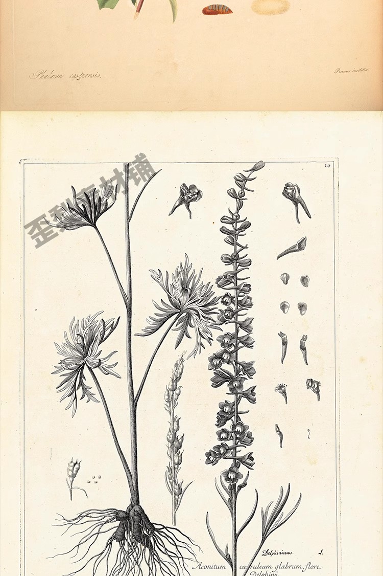 图片[19]-1300张，junk journal复古植物花卉图鉴昆虫花草图谱设计手帐电子图片素材-美肚杀分享