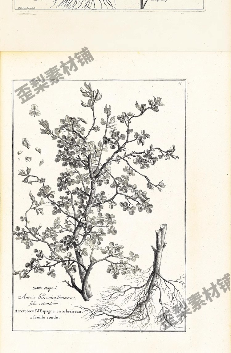 图片[20]-1300张，junk journal复古植物花卉图鉴昆虫花草图谱设计手帐电子图片素材-美肚杀分享