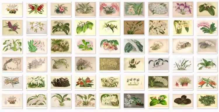 图片[21]-1300张，junk journal复古植物花卉图鉴昆虫花草图谱设计手帐电子图片素材-美肚杀分享