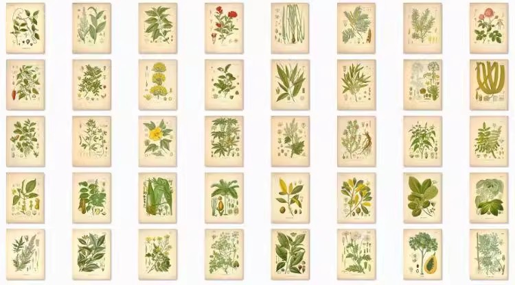 图片[22]-1300张，junk journal复古植物花卉图鉴昆虫花草图谱设计手帐电子图片素材-美肚杀分享