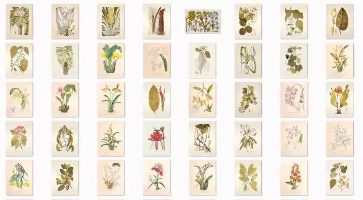 图片[23]-1300张，junk journal复古植物花卉图鉴昆虫花草图谱设计手帐电子图片素材-美肚杀分享