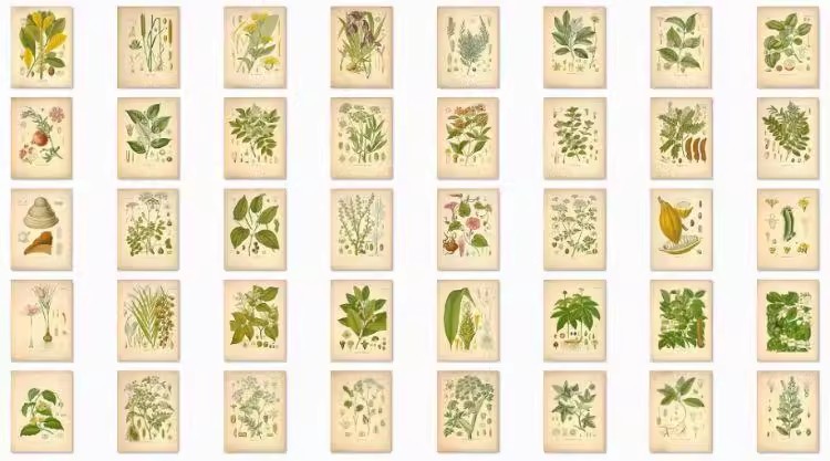 图片[27]-1300张，junk journal复古植物花卉图鉴昆虫花草图谱设计手帐电子图片素材-美肚杀分享